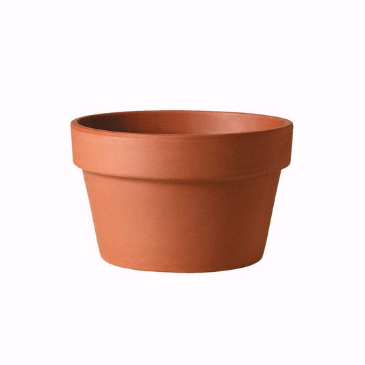 Southern Patio Azalea Clay Pot 6 in